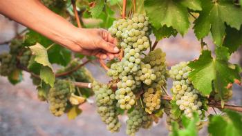 Кои са най-добрите сортове бяло грозде за вино? 